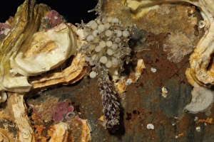 Hydrozoan Prints: Hydroid (Candelabrum cocksi) Kimmeridge, Dorset, England, November (captive)