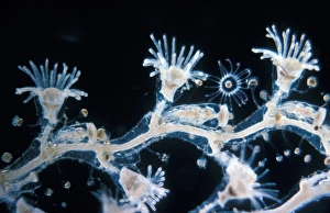Hydrozoans Prints: Hydroid (Obelia geniculata) Hydranths, gonothecal & a medusa just released