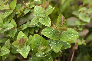 Drops Prints: Hypericum x inodorum a garden shrub leaves with rain water droplets