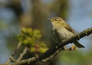 Iberian Chiffchaff (Phylloscopus ibericus) adult male, vagrant, perched on twig, Walderslade, Kent, England, May
