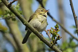 Iberian Chiffchaff (Phylloscopus ibericus) adult male, vagrant, singing, perched on twig, Walderslade, Kent, England