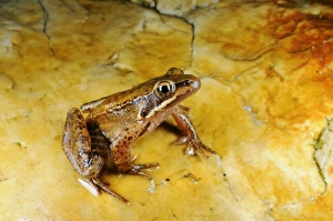 Ranidae Prints: Iberian Frog (Rana iberica) adult, sitting on rock, Spain, september