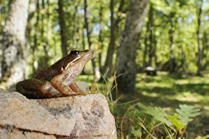 Frog Prints: Iberian Frog (Rana iberica) adult, sitting on rock in woodland habitat, Spain, september