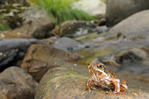 Iberian Frog (Rana iberica) juvenile, sitting on rock in habitat, Spain, september