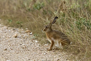 Lepus Prints: Iberian Hare, Extremadura, Spain
