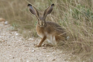 Track Prints: Iberian Hare (Lepus granatensis) adult, sitting at edge of track, Extremadua, Spain, may