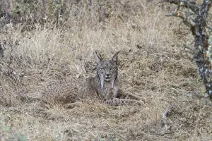 Special Prints: Another name for the Iberian Lynx is the Pardel Lynx (the scientific name is Lynx pardinus)