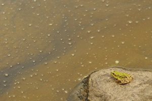 Frog Prints: Iberian Marsh Frog (Pelophylax perezi) adult, sitting on rock beside pond, Spain, june