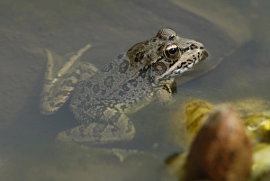 Iberian Marsh Frog (Pelophylax perezi) adult, at surface of shallow water, Arroyo de la Vid, Monfrague N. P
