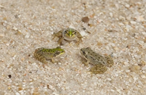 Iberian Marsh Frog (Rana perezi) three juveniles, facing each other in shallow water, Northern Spain, july