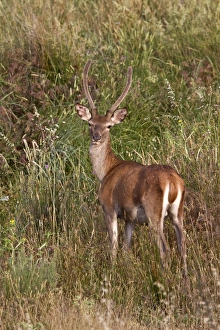 Iberian Red Deer taken in Extremadura Spain, A young male