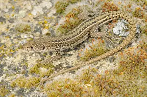 Iberian Wall Lizard (Podarcis hispanicus) adult male, resting on rock, Spain, june