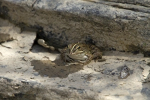 Frog Prints: Iberian Water Frog, Extremadura Spain