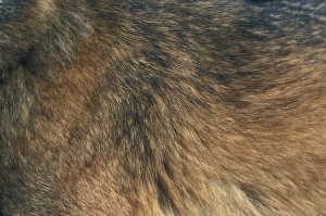Centres Prints: Iberian Wolf (Canis lupus signatus) adult