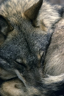 Sleeping Prints: Iberian Wolf (Canis lupus signatus) adult female