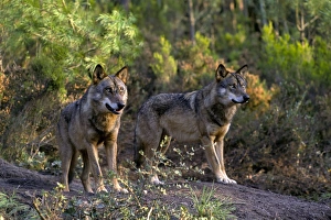 Captive Prints: Iberian Wolf (Canis lupus signatus) two adult females