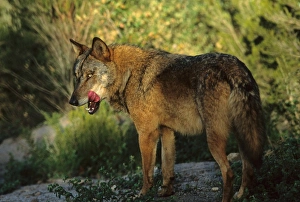 Iberian Wolf (Canis lupus signatus) adult male, winter coat, tongue licking mouth, Iberian Wolf Recovery Centre, Portugal