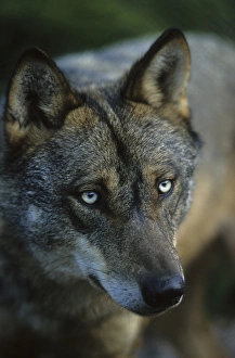 Iberian Wolf (Canis lupus signatus) adult male, winter coat, close-up of head, Iberian Wolf Recovery Centre, Portugal