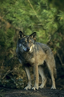Captive Prints: Iberian Wolf (Canis lupus signatus) adult male