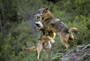 Grey Prints: Iberian Wolf (Canis lupus signatus) two adult males