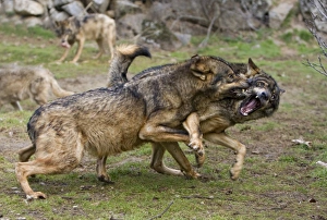 Interacting Prints: Iberian Wolf (Canis lupus signatus) two adults