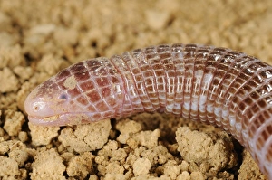 Iberian Worm Lizard (Blanus cinereus) adult, close-up of head, Spain, september