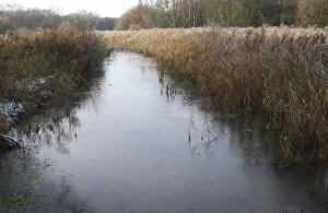 Freezing Prints: Ice covered river, in river valley fen, River Waveney, Redgrave and Lopham Fen N. N. R