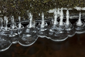Ice formations in stream, Wyming Brook, Sheffield, South Yorkshire, England, december