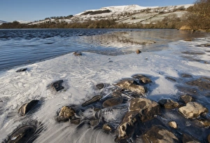 Stones Prints: Ice forming around edge of lake