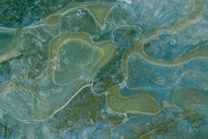 Details Prints: Ice, frozen puddle, Dorset, England, winter