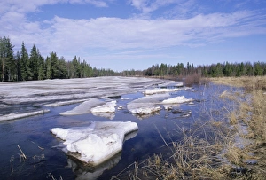 Melts Prints: Ice on frozen river thawing and breaking up