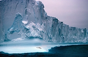 Ice Berg Prints: Icebergs Vast iceberg cliffs / group of penguin below