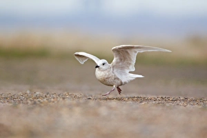 Seagull Prints: Iceland Gull (Larus glaucoides) immature