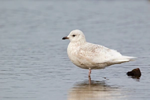 Iceland Gull (Larus glaucoides) immature, first winter plumage, standing in pool, Suffolk, England, february