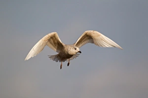 Iceland Gull (Larus glaucoides) immature, first winter plumage, in flight, Suffolk, England, february