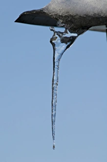 Ices Prints: Icicle hanging from hide, Sevenoaks Wildlife Reserve, Kent, England, december