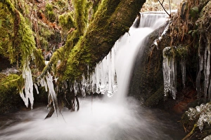 Ices Prints: Icicles hanging from branches over cascade in upland stream, Powys, Wales, February