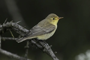 Warblers Prints: Icterine Warbler (Hippolais icterina) adult