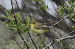 Icterine Warbler (Hippolais icterina) adult, summer plumage, perched on twig, Lemnos, Greece, April