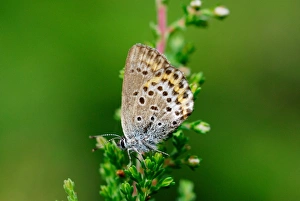 Lycaenidae Prints: Idas Blue (Plebejus idas) adult male
