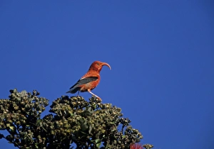 Hawaii Prints: I'iwi (Vestiaria coccinea) adult, perched on bush, Big Island, Hawaii