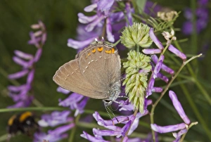 Southeastern Europe Prints: Ilex Hairstreak (Satyrium ilicis) adult, feeding on vetch flowers, Bulgaria, May