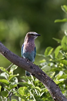 Roller Prints: immature, juvenile lilacbreasted roller. The Lilac-breasted Roller, Coracias caudatus