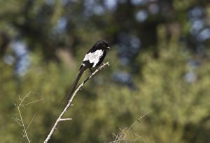 Tailed Prints: immature Magpie Shrike. near Kwara camp Botswana