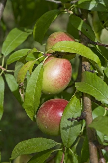 Gironde Prints: Immature nectarine fruit on the tree, Gironde, France