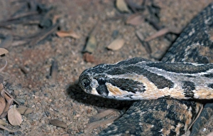 Viper Prints: Immature Palestine Viper