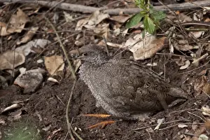 Pternistis Prints: Immature Red billed Spurfowl - Botswana near Savuti Elephant Lodge