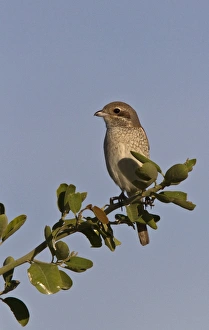 Lanius Prints: Immature Red Back Shrike