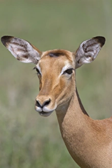 Serengeti Prints: Impala (Aepyceros melampus) adult female