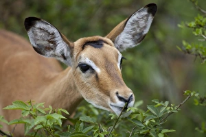 Impala (Aepyceros melampus) adult female, close-up of head, feeding on tree leaves, Lake Mburo N. P. Kiruhura District, Uganda